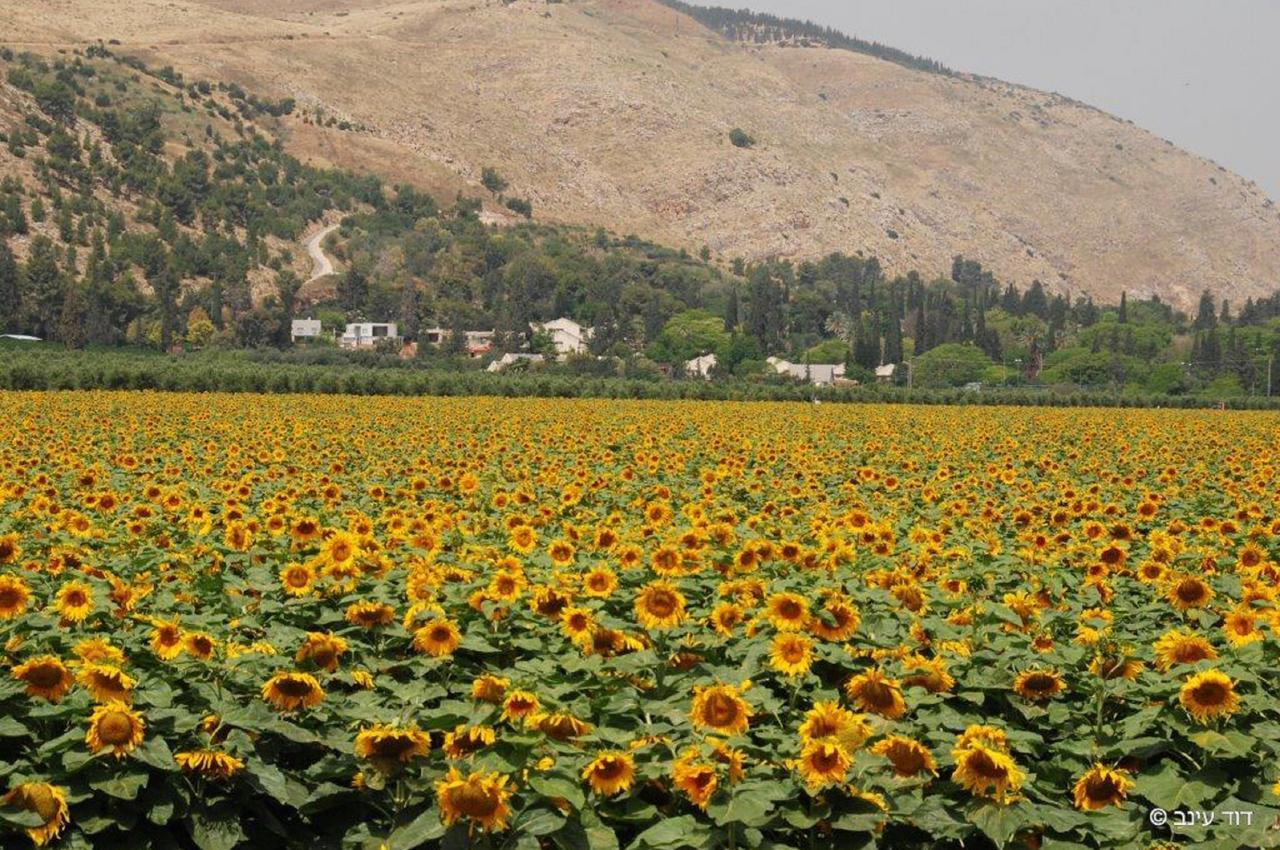 Bait Alfa Kibbutz Country Lodging Bet Alfa Eksteriør billede
